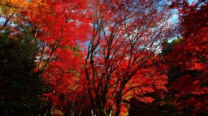 鶏足寺参道上の美しい紅葉1600×900