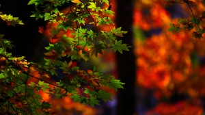 石道寺近くの紅葉背景に緑色のもみじ1600×900