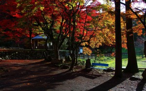 鶏足寺の紅葉と差し込む朝の光1280×800