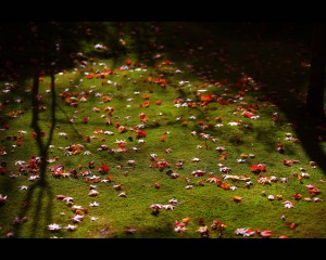茶室滴水庵前庭の散り紅葉1280×1024