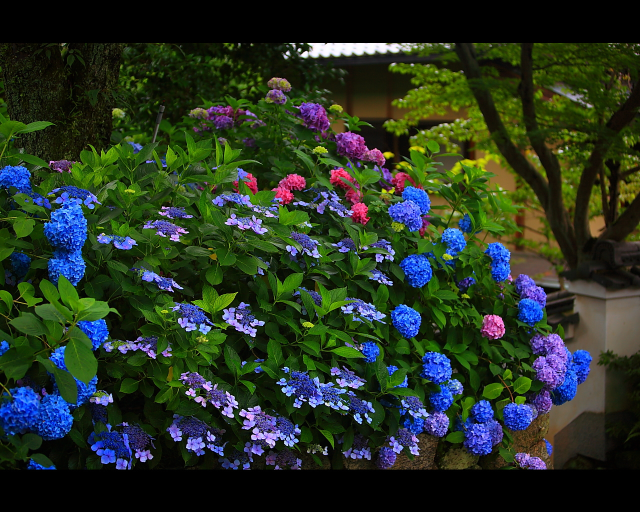 Синяя гортензия в саду