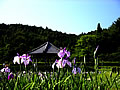 永沢寺花しょうぶ園の庭園